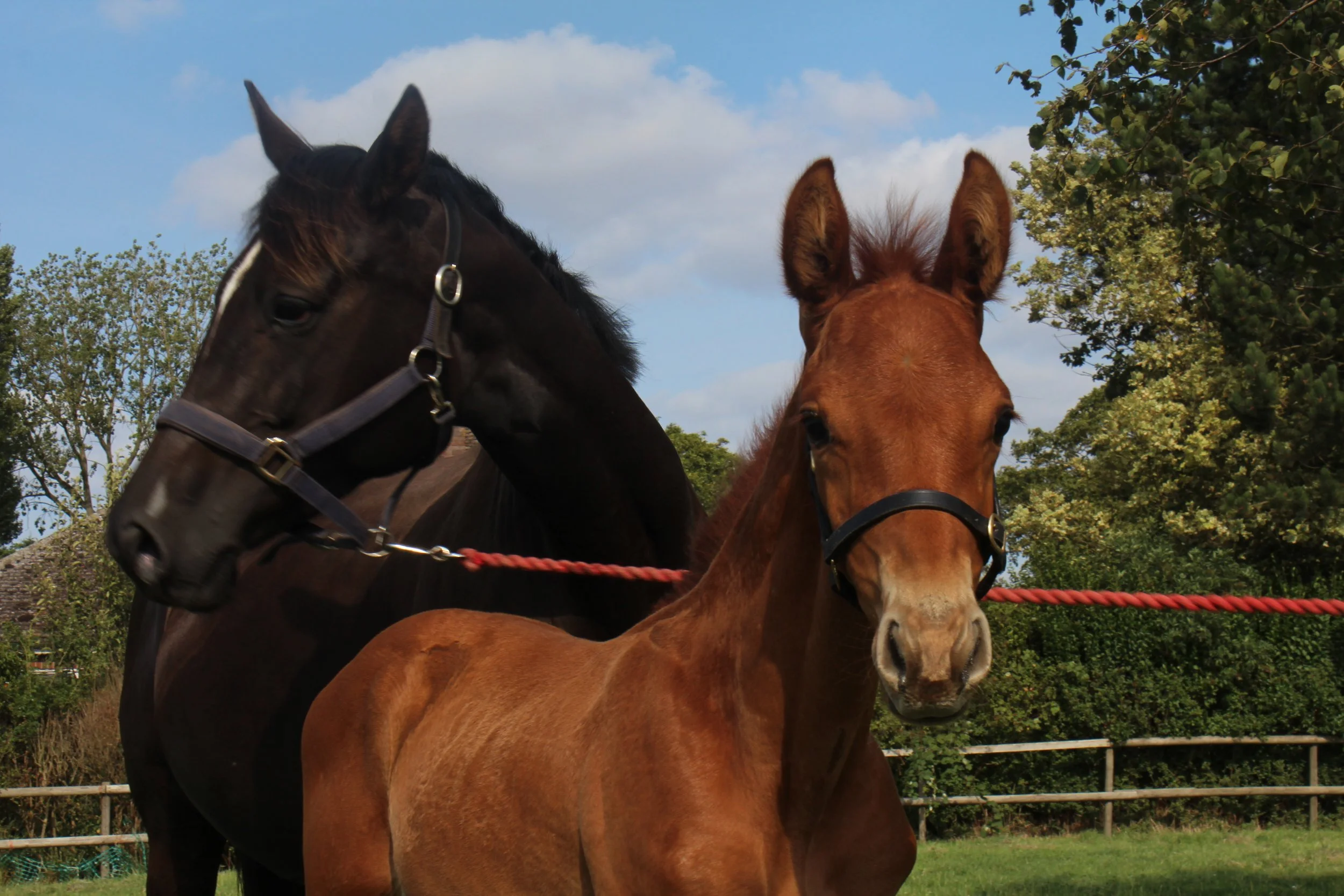 Two horses, one dark brown and one chestnut, standing outdoors near a fence with trees in the background and blue sky with some clouds.