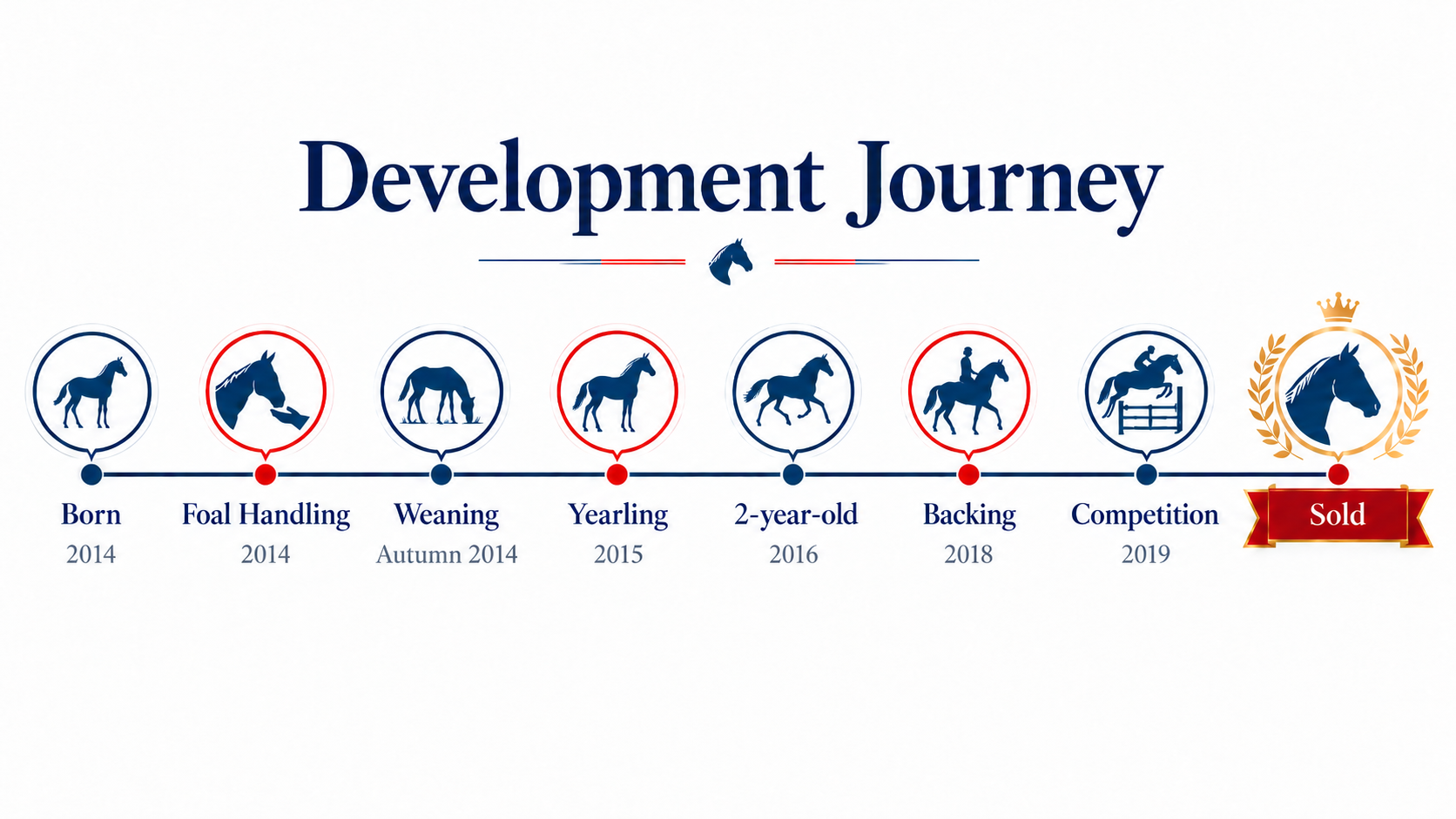 Timeline of a horse's development journey from 2014 to 2019, labeled with stages: Born, Foal Handling, Weaning, Yearling, 2-year-old, Backing, Competition, and Sold, each with corresponding years and icons of a horse at each stage.