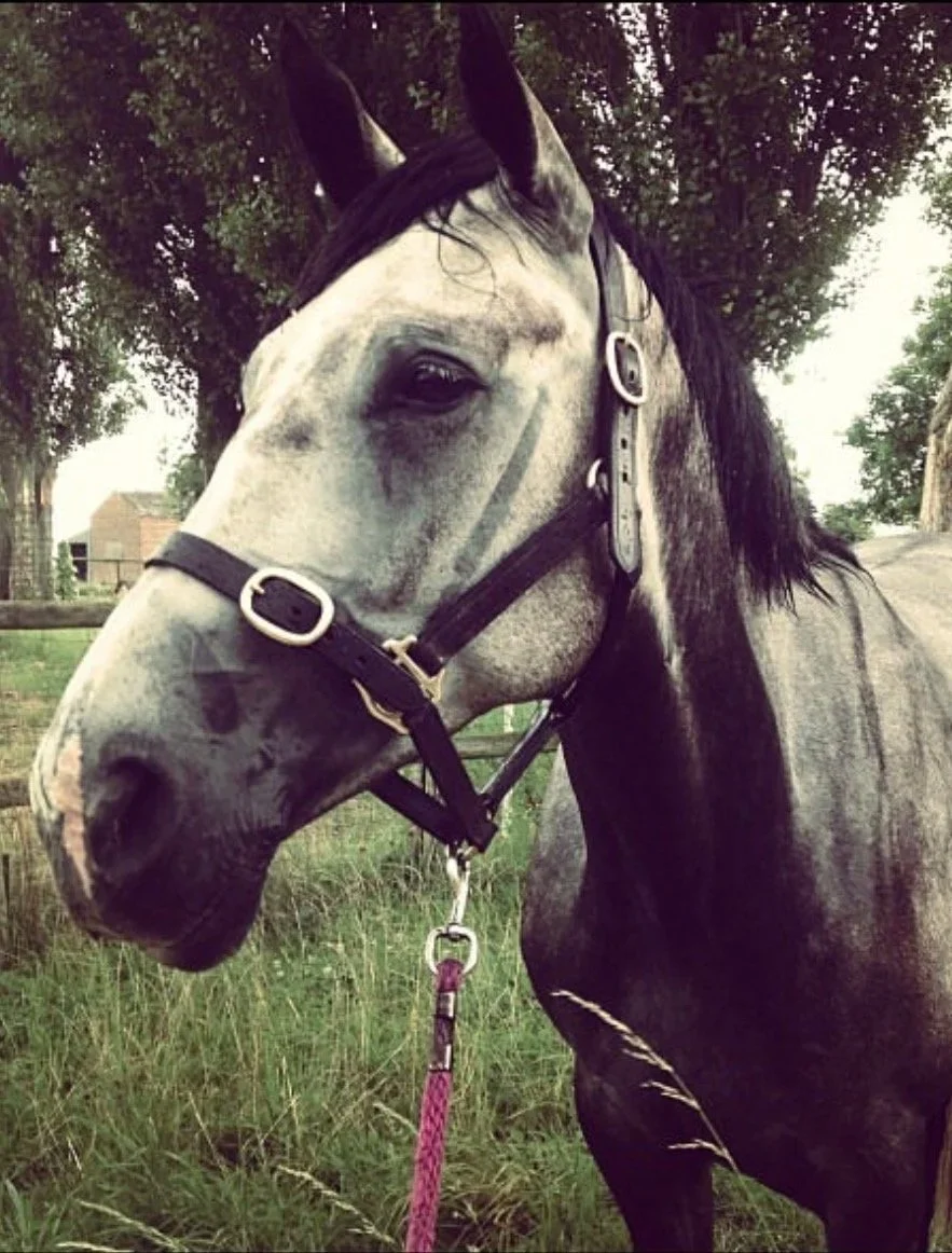 A gray and white horse with black mane standing outdoors in a grassy area, wearing a black bridle and a pink lead rope, with trees and a building in the background.