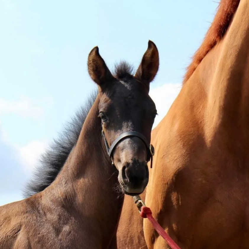 Close-up of a young dark brown or black foal with upright ears and a black halter, standing next to a larger chestnut horse with a red lead rope against a cloudy sky.