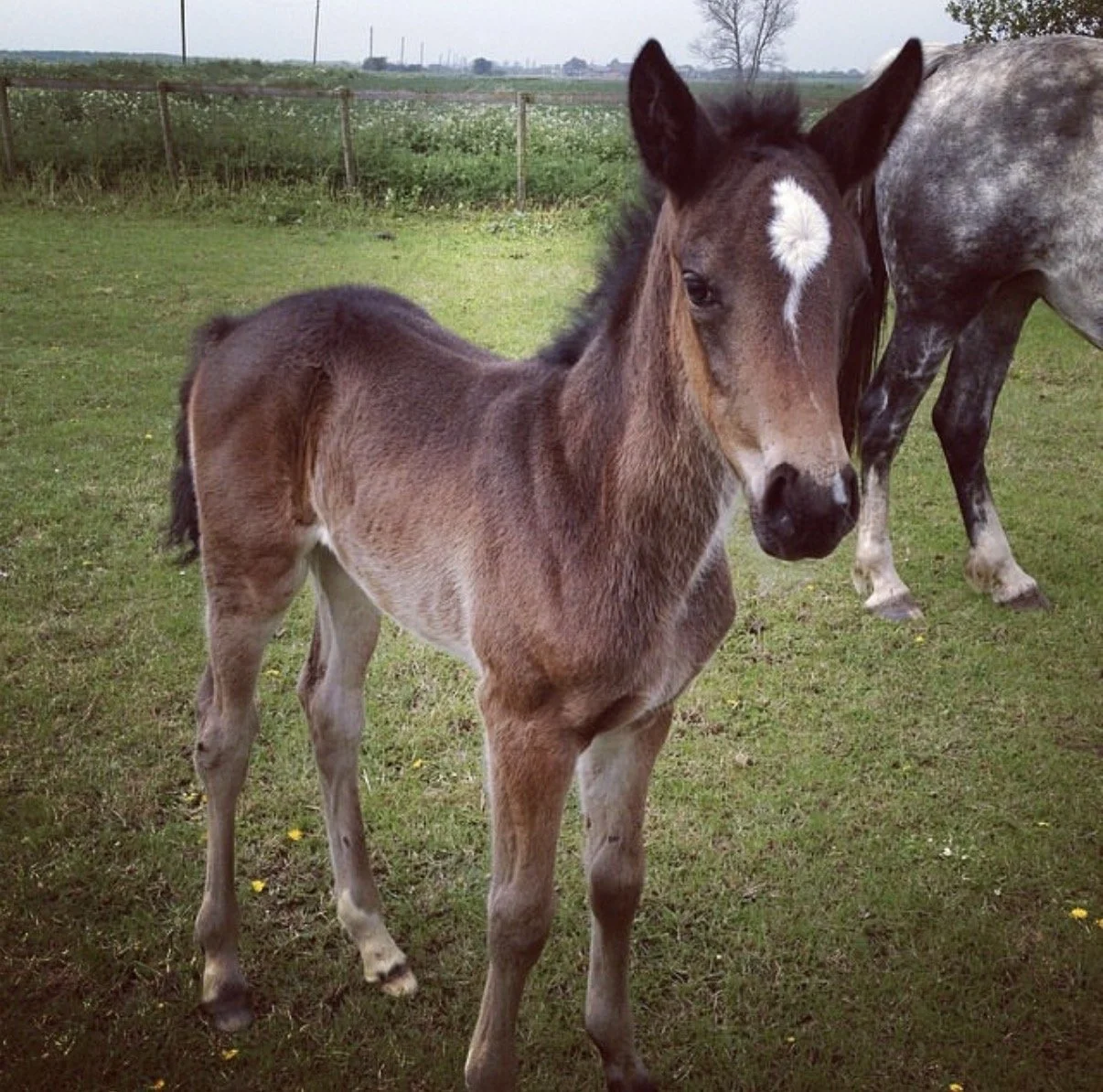 A young foal with brown and tan fur standing on green grass with a white star-shaped marking on its forehead, next to an adult gray dapple horse in a fenced outdoor area.