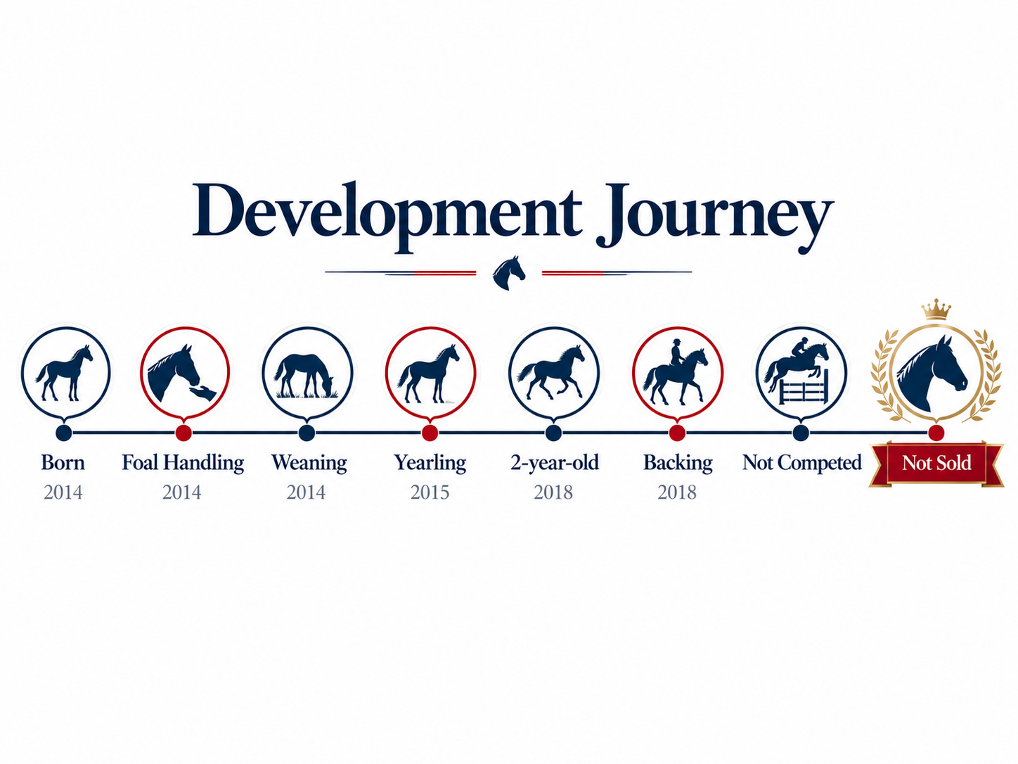 Infographic titled 'Development Journey' showing a timeline of a horse's development stages from birth in 2014 to unsold status with a crown icon, including milestones such as foal handling, weaning, yearling, 2-year-old, backing, and not competed, with icons representing each stage.