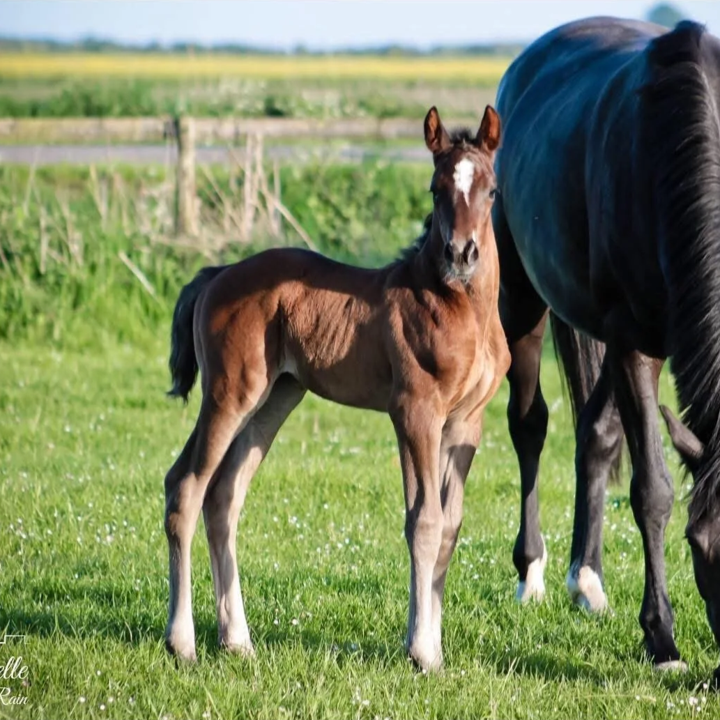 A young brown foal standing on green grass near its black adult mother horse in a pasture.