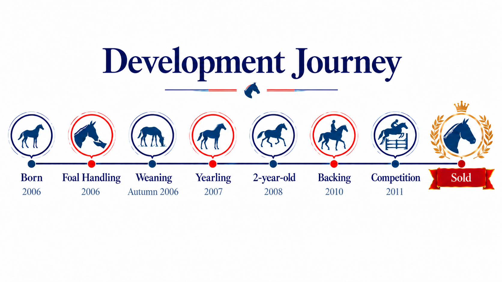 A timeline illustration showing the development journey of a horse, from being born in 2006, through various training stages such as foal handling, weaning, yearling, 2-year-old, backing, and competition, ending with the horse being sold.