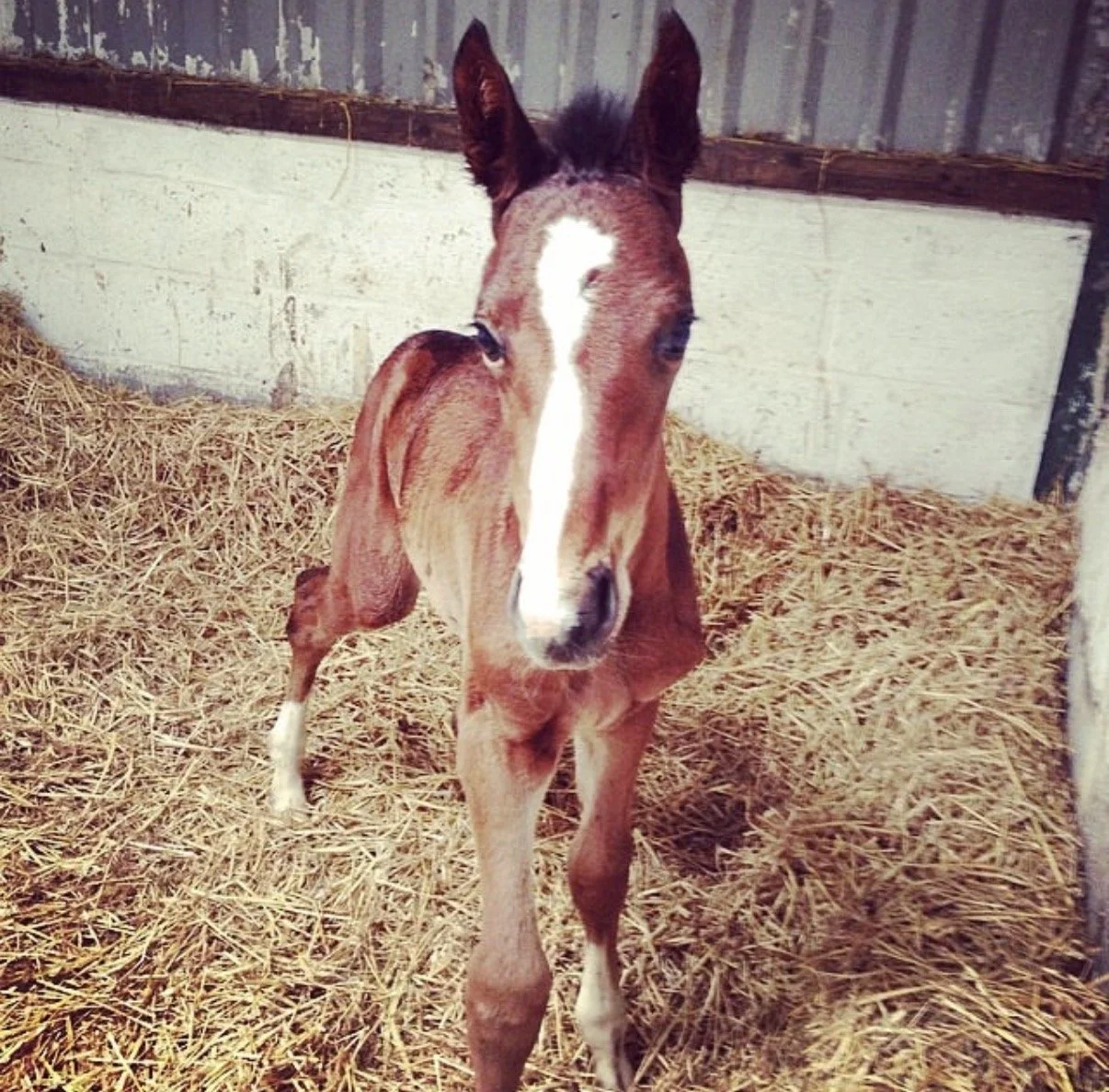 Young foal standing in a barn with straw bedding and metal walls.