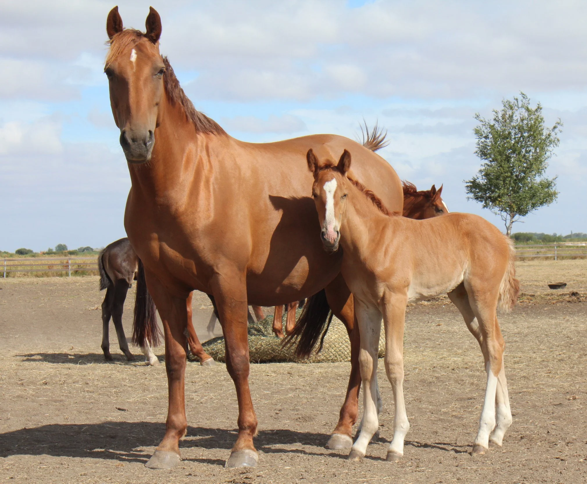 Three horses, one chestnut with a white star on its forehead and two lighter horses, standing outdoors on a dirt field with a fence, trees, and cloudy sky in the background.