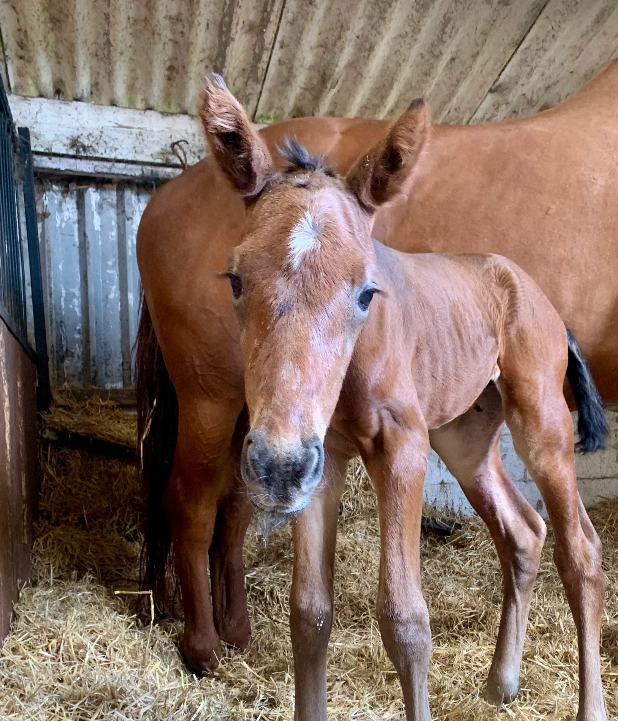 Close-up of two newborn foals standing in a barn with metal walls and straw bedding.