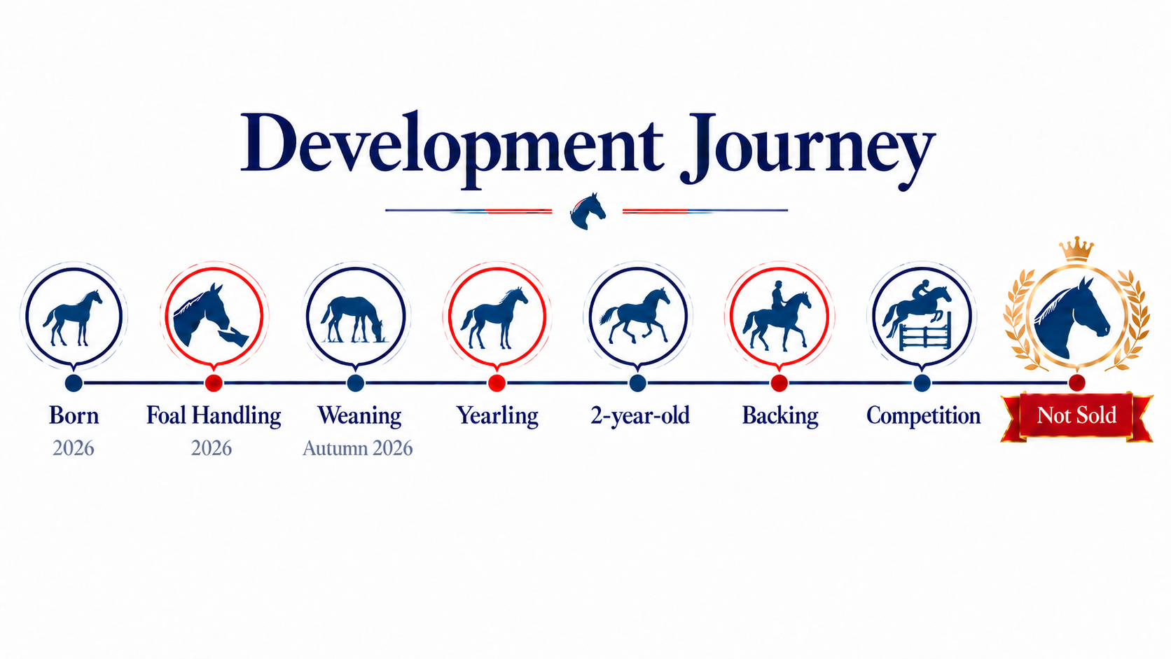A timeline graphic titled 'Development Journey' showing the stages of a horse's development from birth in 2026 through foal handling, weaning, yearling, 2-year-old, backing, and competition, ending with a crowned horse icon labeled 'Not Sold' in red.