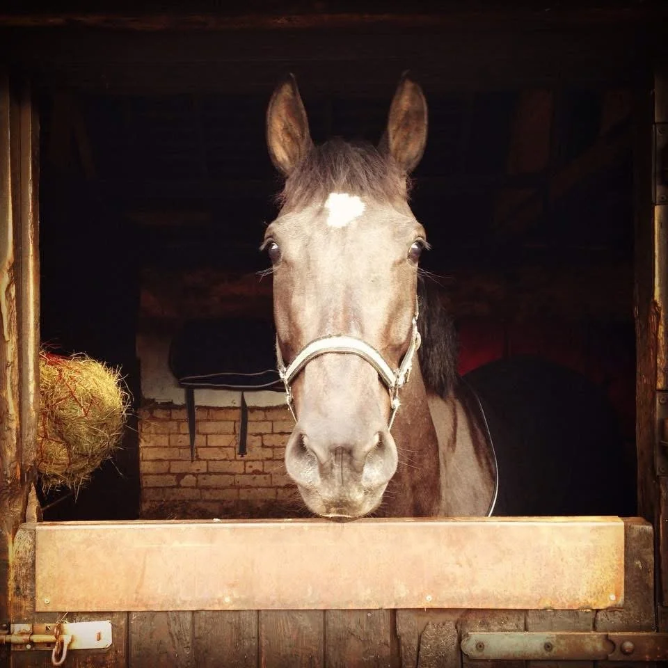 A brown horse with a white star on its forehead looking out from a stable.