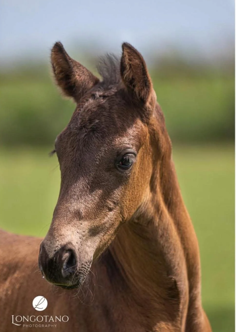 Close-up of a young brown foal with large ears, standing outdoors with a blurred green landscape in the background.