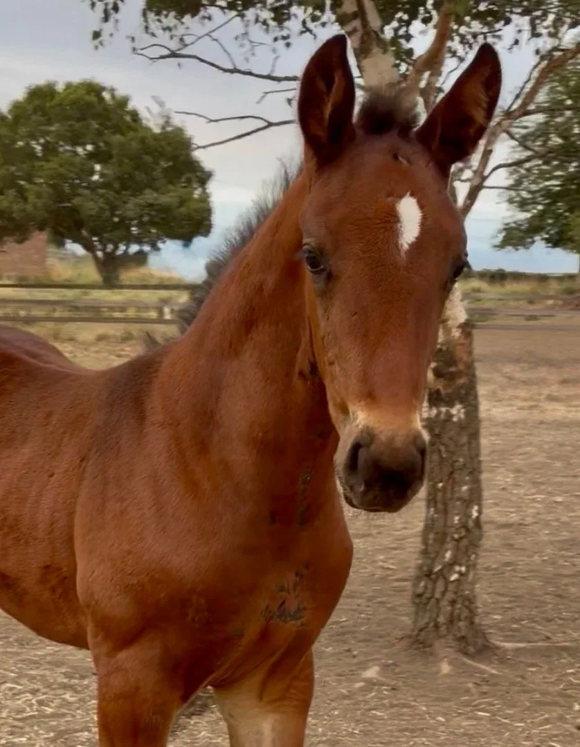 A brown foal with a white star-shaped mark on its forehead standing outdoors near a tree, with a fence and other trees in the background.