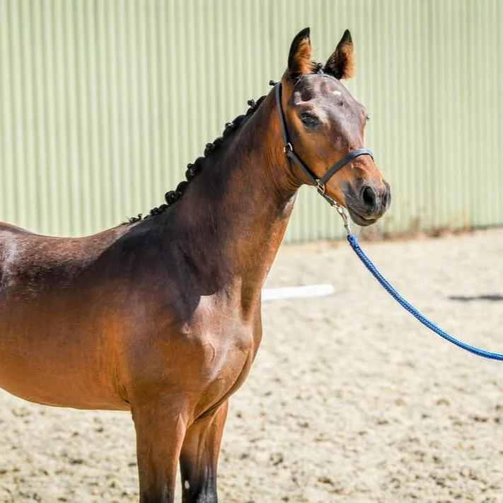 A brown horse with a braided mane standing on a sandy surface near a light green fence.