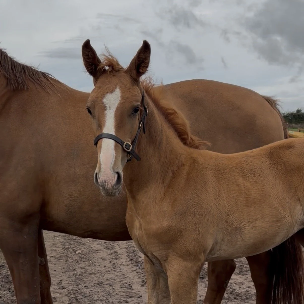A young chestnut foal with a white blaze on its face standing close to an adult chestnut horse, outdoors on a dirt field with cloudy sky overhead.