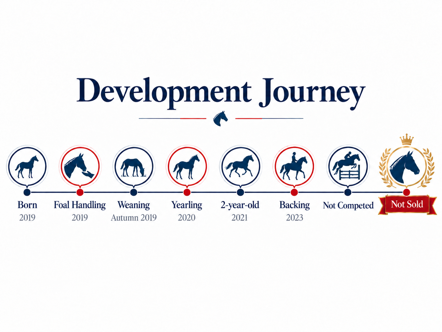 A timeline titled 'Development Journey' illustrating a horse's progress from birth in 2019 through training, development phases like foal handling and weaning, to becoming a 2-year-old in 2021, then backing in 2023, with labels indicating 'Not Competed' and 'Not Sold' at the end.