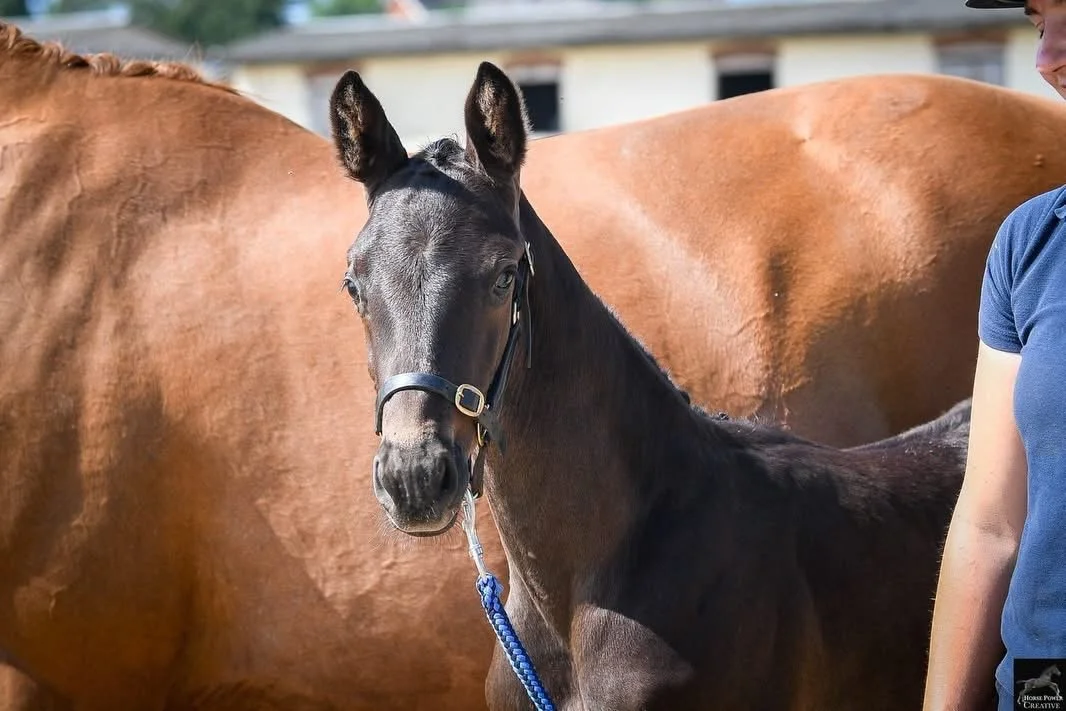 A young black foal standing next to an adult brown horse, with a person in a blue shirt nearby.