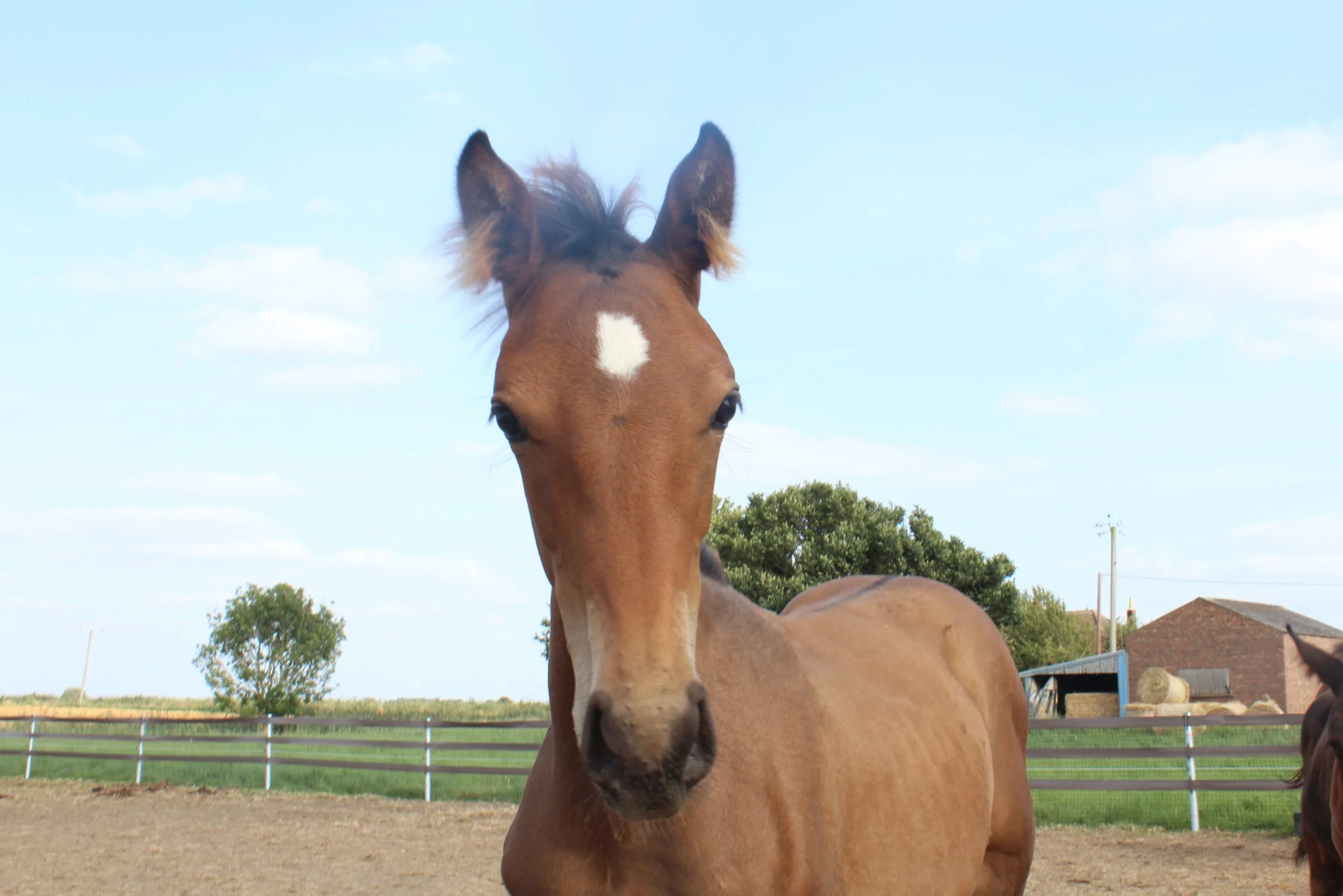 A young brown horse with a white star-shaped marking on its forehead standing in a fenced outdoor area with trees and houses in the background under a partly cloudy sky.