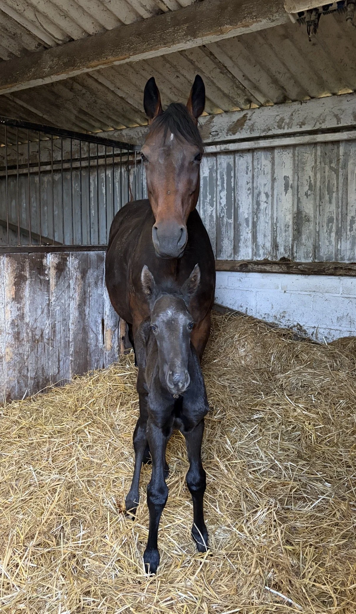 A foal and an adult horse inside a barn with wooden walls and straw on the floor.
