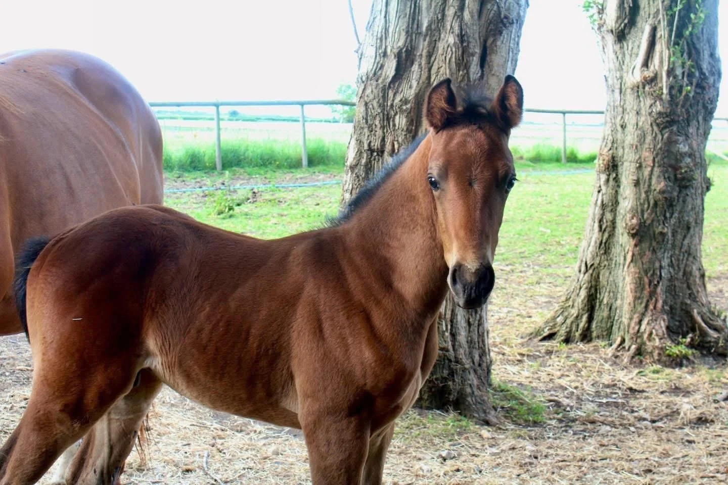 A young brown horse near a tree with a grassy field in the background.