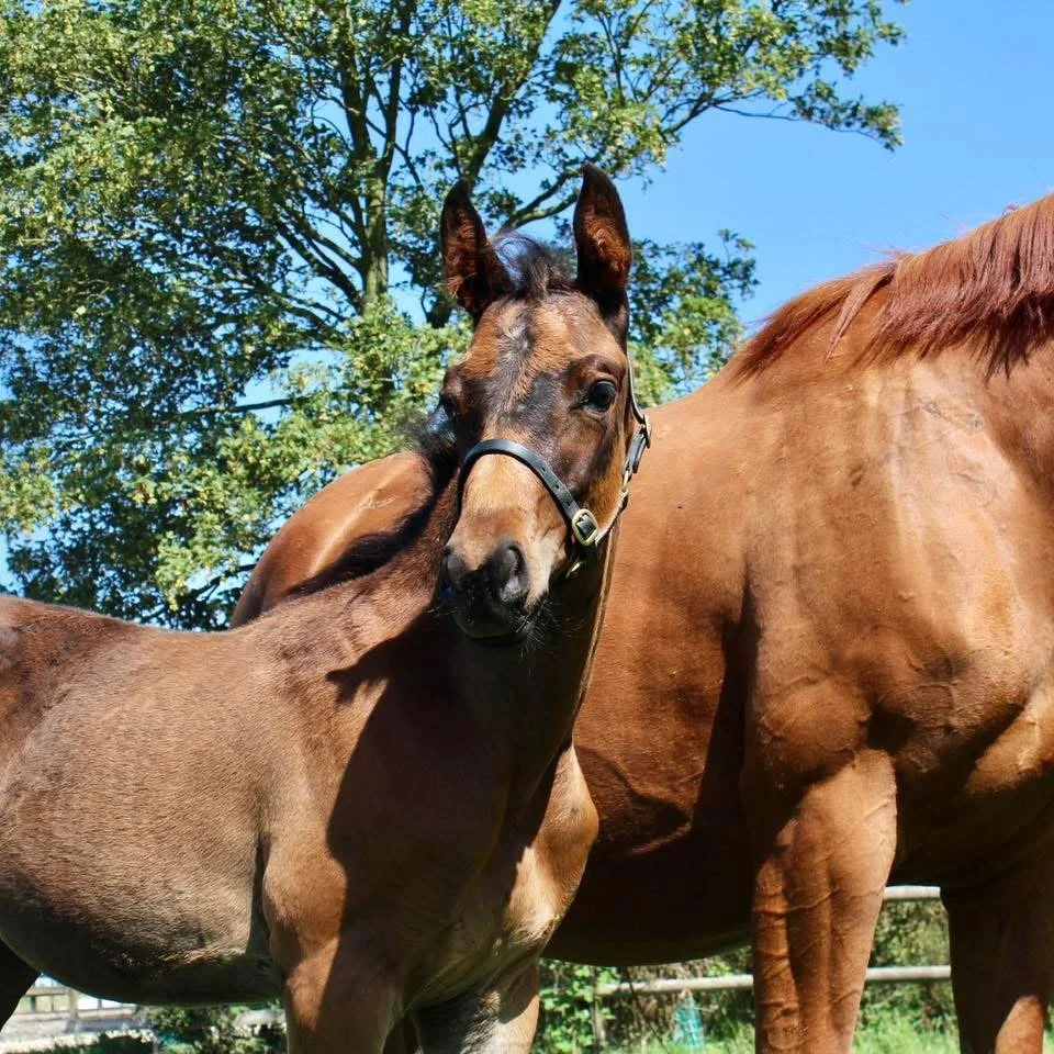 A foal and an adult horse standing outdoors under a tree with blue sky in background.