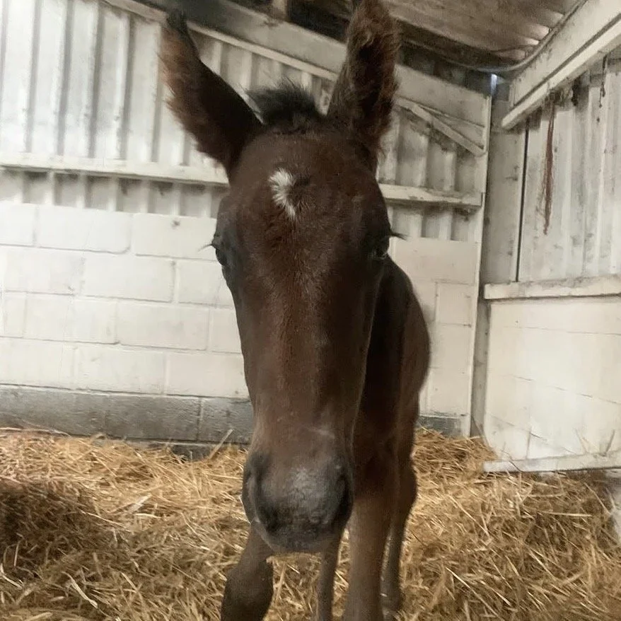 A young brown foal with a white star-shaped marking on its forehead standing in a stable with wood and brick walls, and straw bedding on the ground.