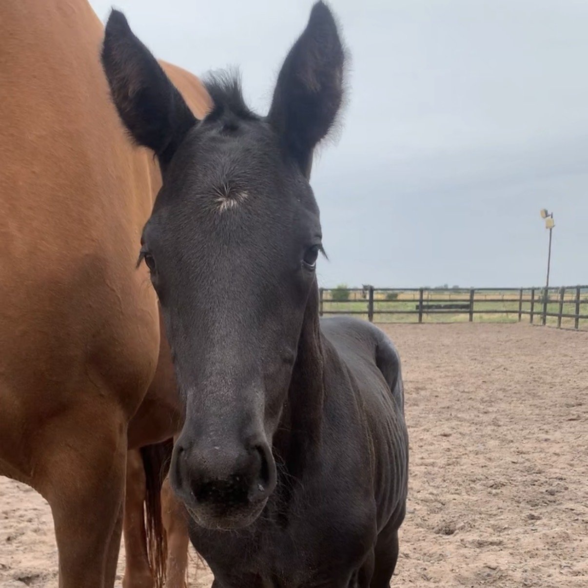 A close-up of a dark gray horse's face leaning on a brown horse's side in a fenced outdoor riding arena.