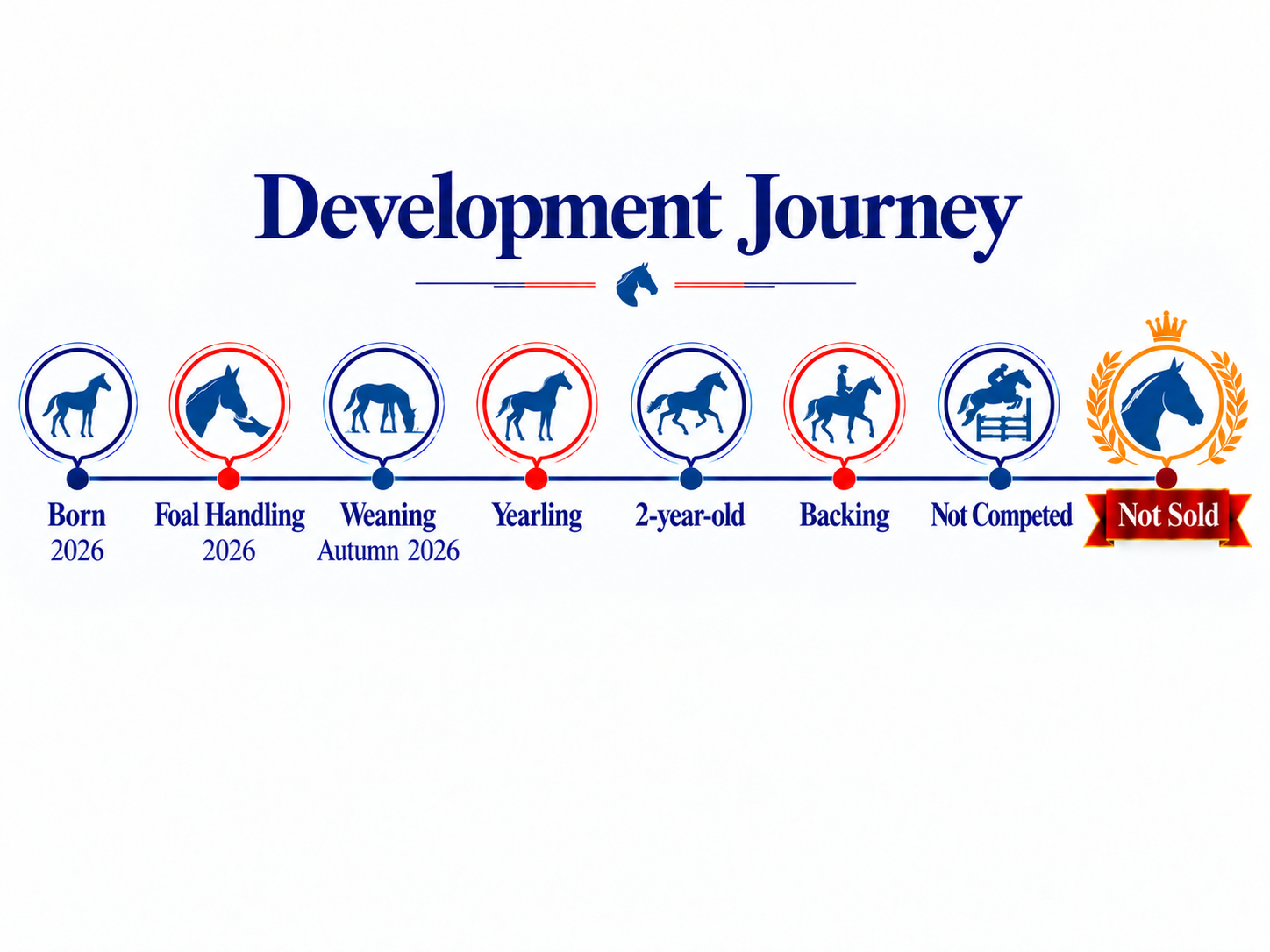 A timeline graphic titled 'Development Journey' showing the stages of a horse's development from birth in 2026 to being not sold, with icons and labels indicating key milestones like foal handling, weaning, yearling, two-year-old, backing, and not competed.