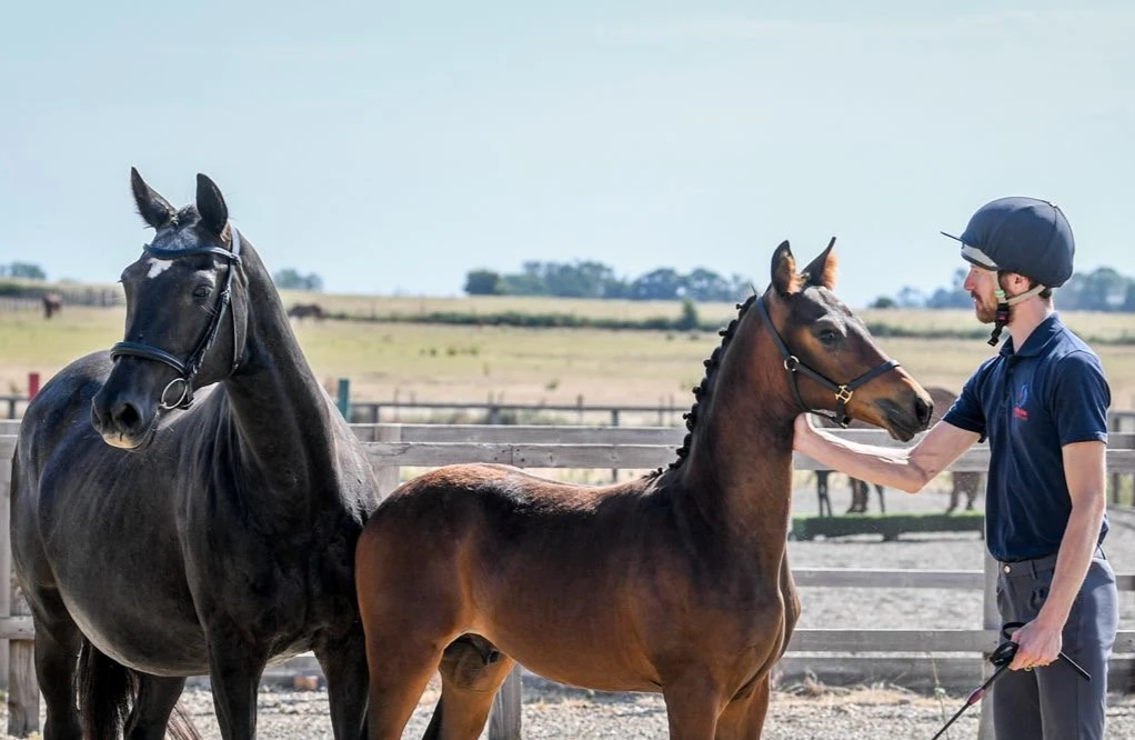 A man in a helmet and navy polo shirt interacts with two horses in a fenced outdoor area, with a clear sky and open fields in the background.