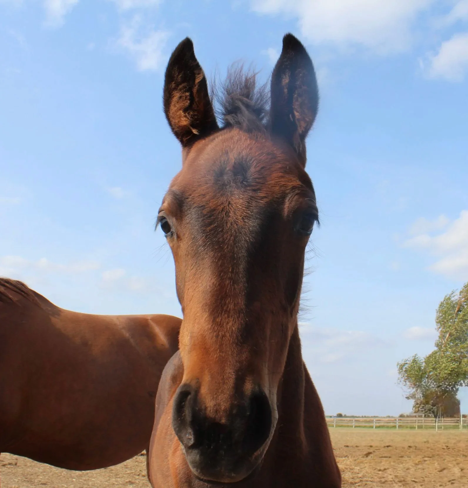 A brown horse with a darker mane standing outdoors in a field under a blue sky with some clouds, facing directly towards the camera.