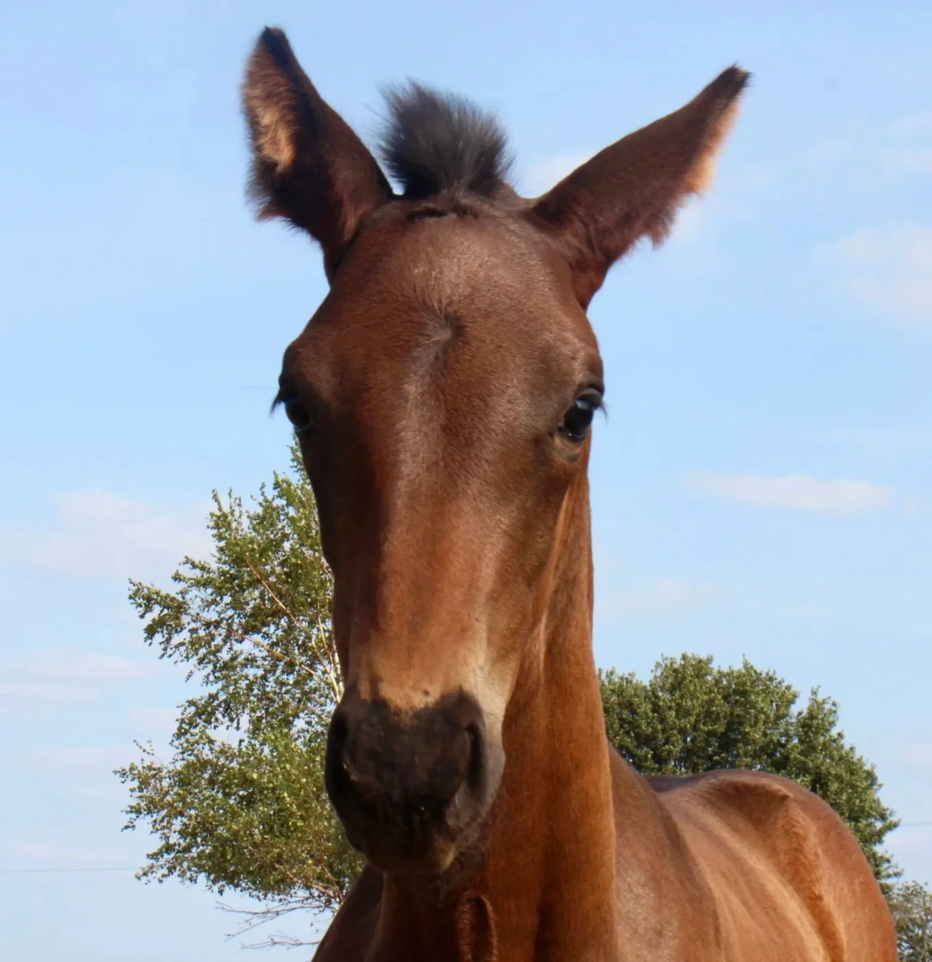 Brown horse with large ears standing outdoors with trees and blue sky in the background.