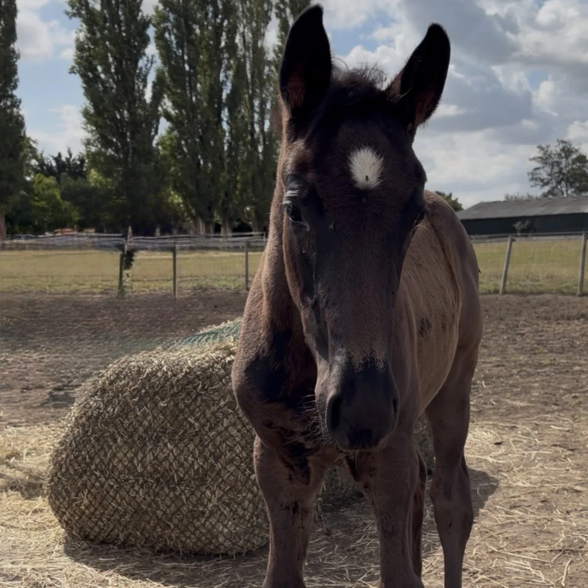 A young foal standing outdoors on a farm, with trees and a fence in the background, facing the camera.
