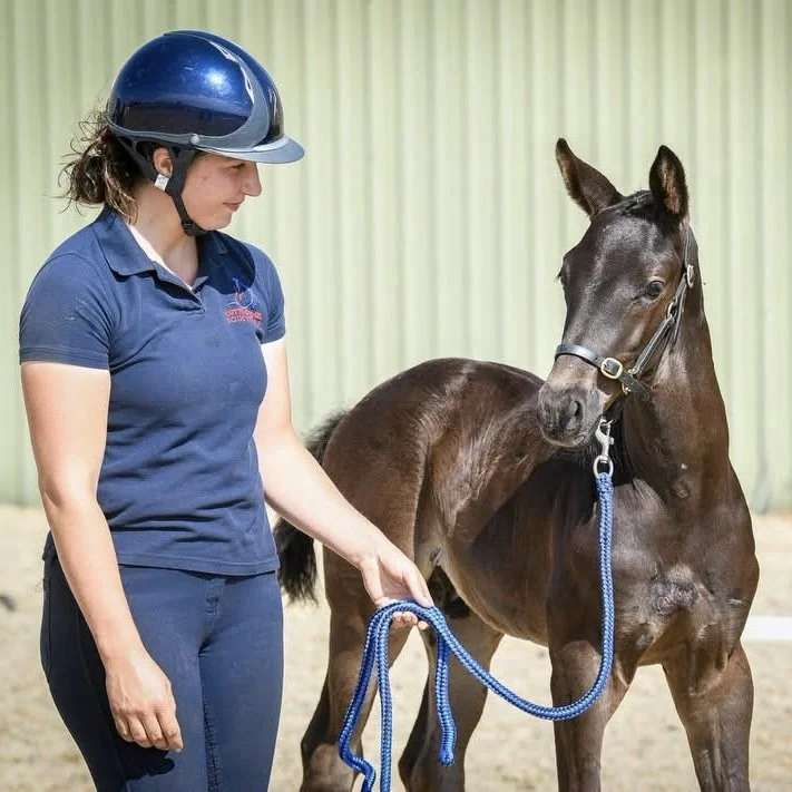 A woman wearing a blue helmet and polo shirt standing next to a brown horse with a shiny coat, holding its lead rope.