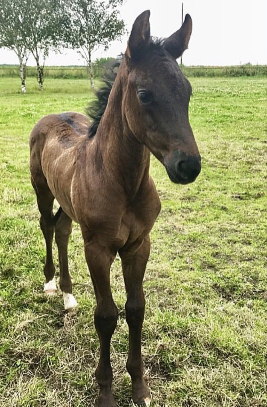 A young brown foal standing in a grassy field with trees in the background.