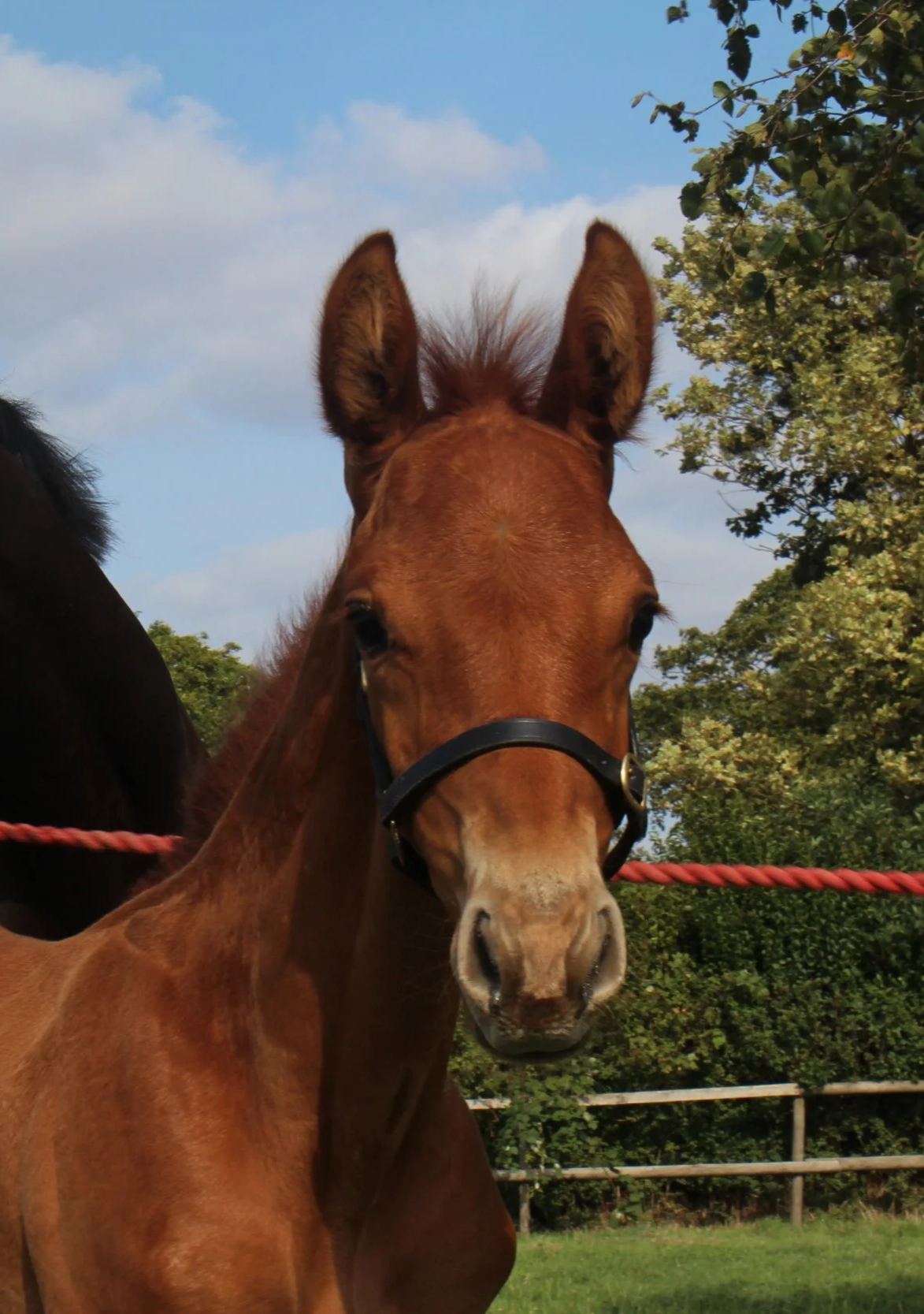 A young brown horse, or foal, wearing a black halter, standing outside in a field with trees and a blue sky in the background.