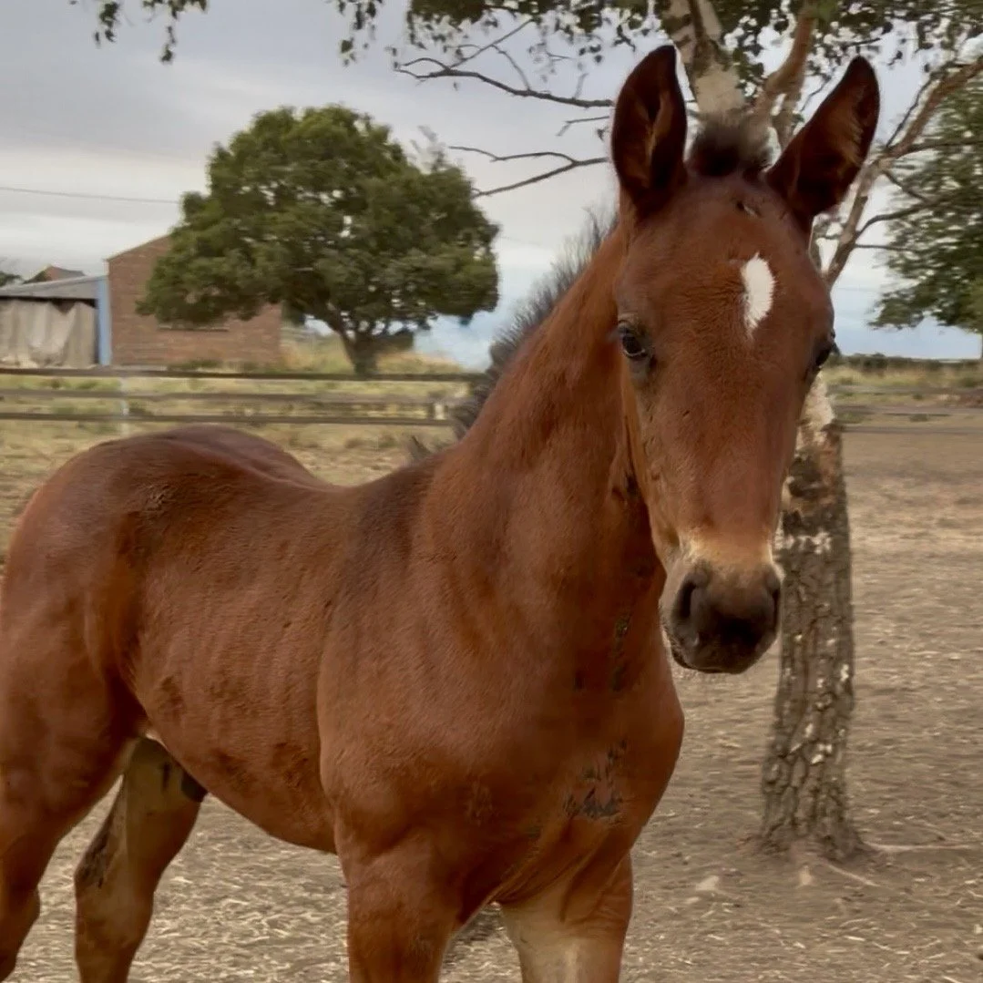 A young brown horse with a white star-shaped mark on its forehead standing outdoors near trees and a fence.