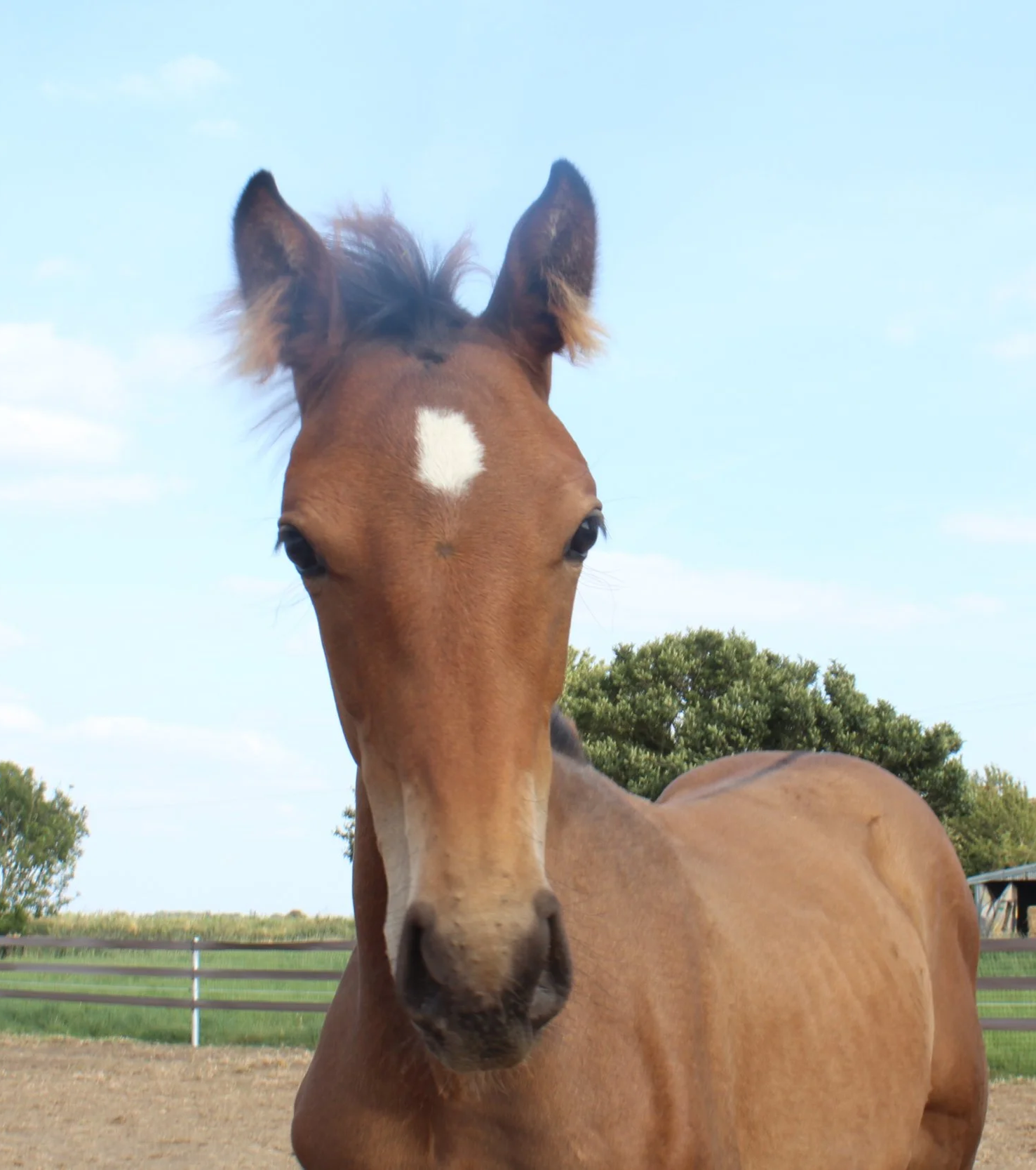 Close-up of a brown foal with a white star-shaped marking on its forehead, standing outdoors with a background of trees and a blue sky.