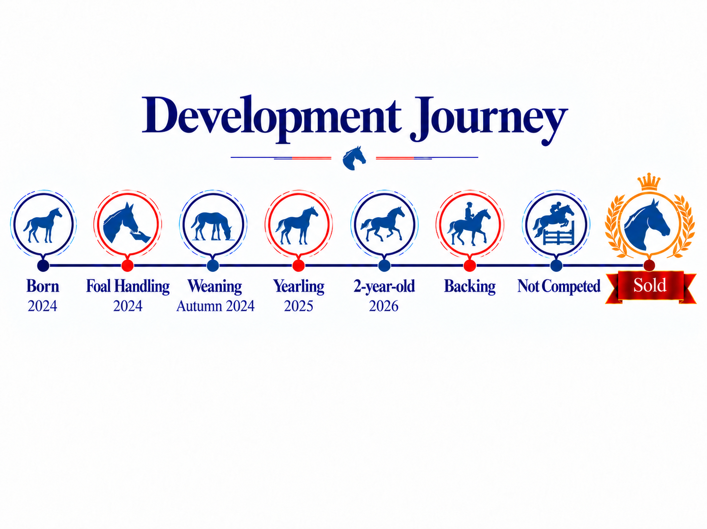A timeline titled "Development Journey" showing the progression of a horse's development through various stages, from birth in 2024 to being sold, with icons representing each stage and descriptive labels.
