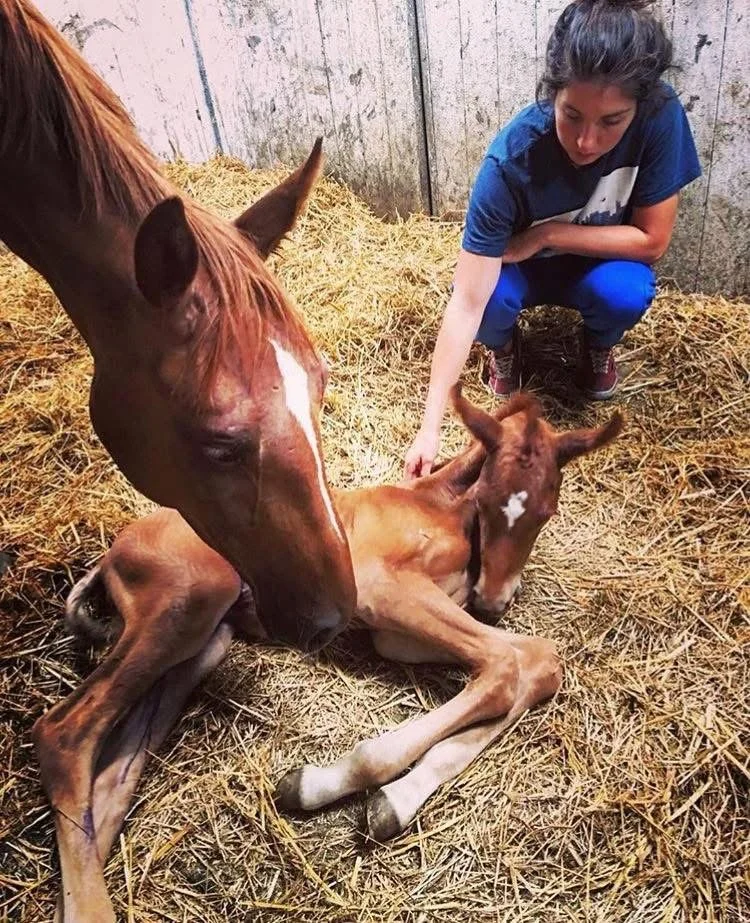 A woman crouching down next to a newborn foal that is lying on straw inside a barn. The woman is gently touching the foal, which has a white star marking on its forehead, and the larger horse, likely the mother, is leaning over them.