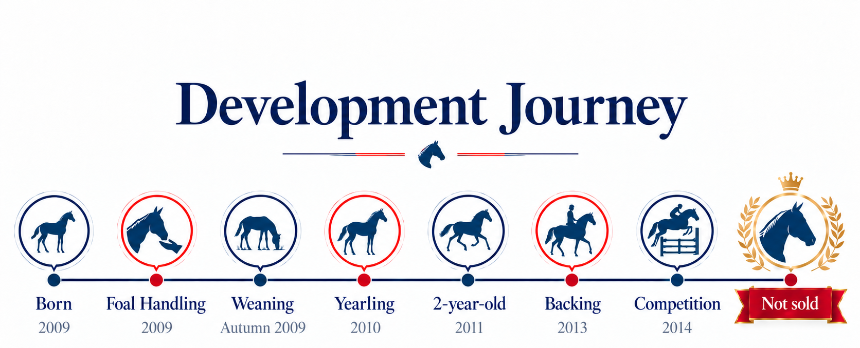 Timeline graphic illustrating a horse's development journey from birth in 2009 to not sold status, including stages like foal handling, weaning, yearling, 2-year-old, backing, and competition.
