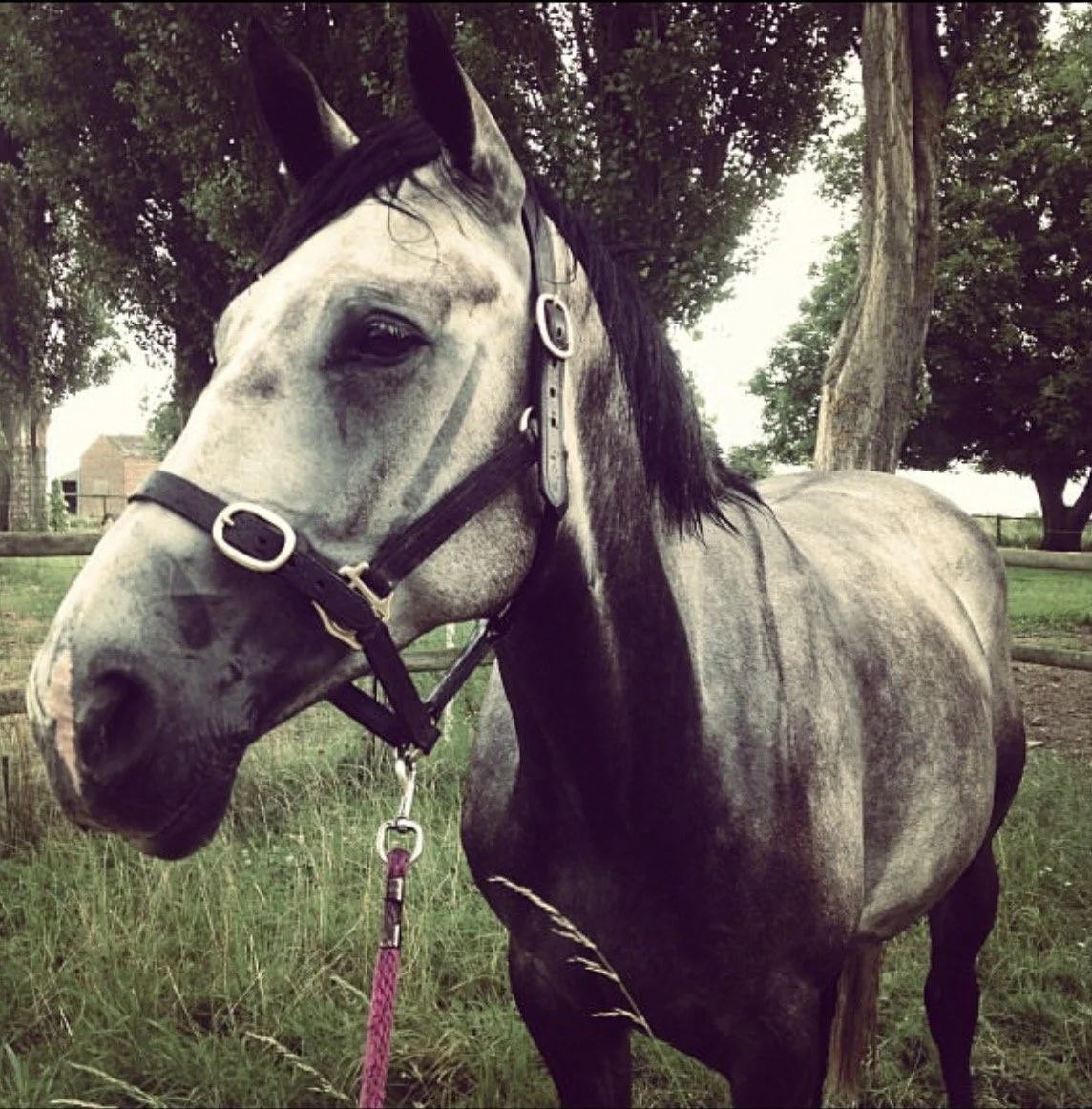 Gray horse with black mane and bridle standing in a grassy area with trees and a fence in the background.
