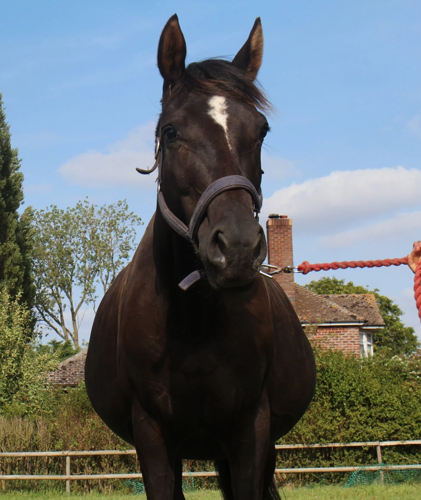 A dark brown horse with a white star-shaped marking on its forehead, wearing a halter, standing outdoors in front of trees and a brick house with a chimney, under a partly cloudy blue sky.