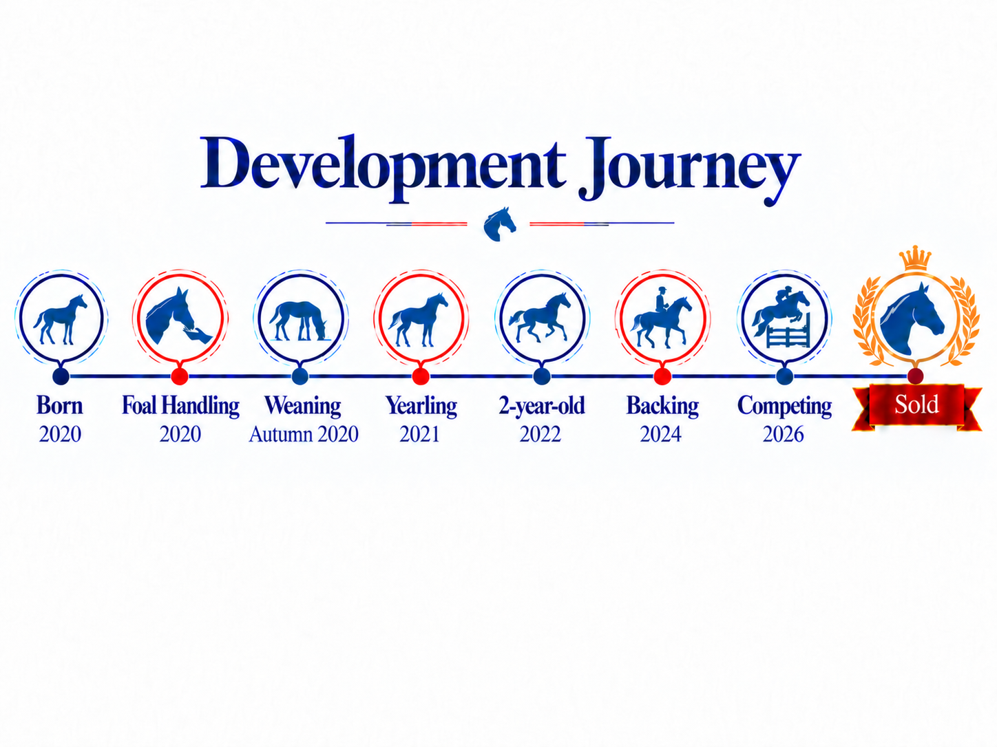 A timeline for a horse's development from born in 2020 to sold after competing in 2026, with icons representing key stages: born, foal handling, weaning in autumn 2020, yearling in 2021, two-year-old in 2022, backing in 2024, competing in 2026, and sold, with color-coded circles and icons for each stage.