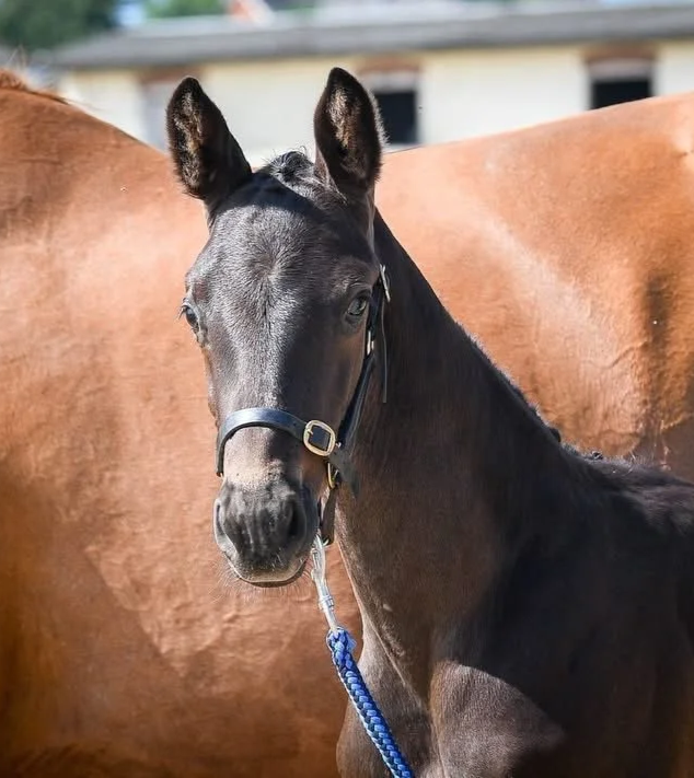 A young black foal with a white blaze on its face stands in front of a larger brown horse. The foal wears a halter and is on a blue lead rope, with a background of a stable or barn.