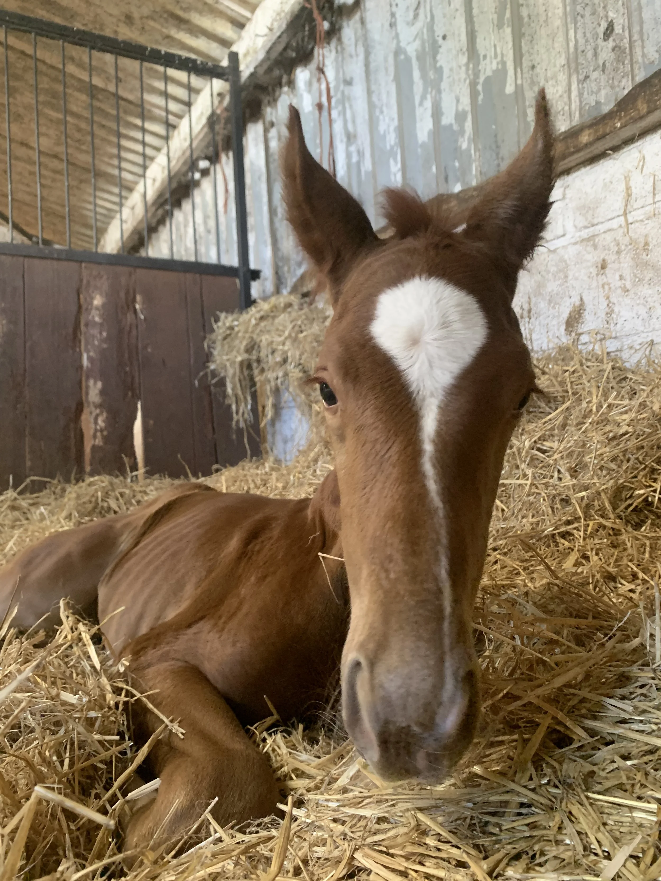 A brown foal with a white star-shaped mark on its face, lying on straw inside a stable, with part of another foal visible behind it.