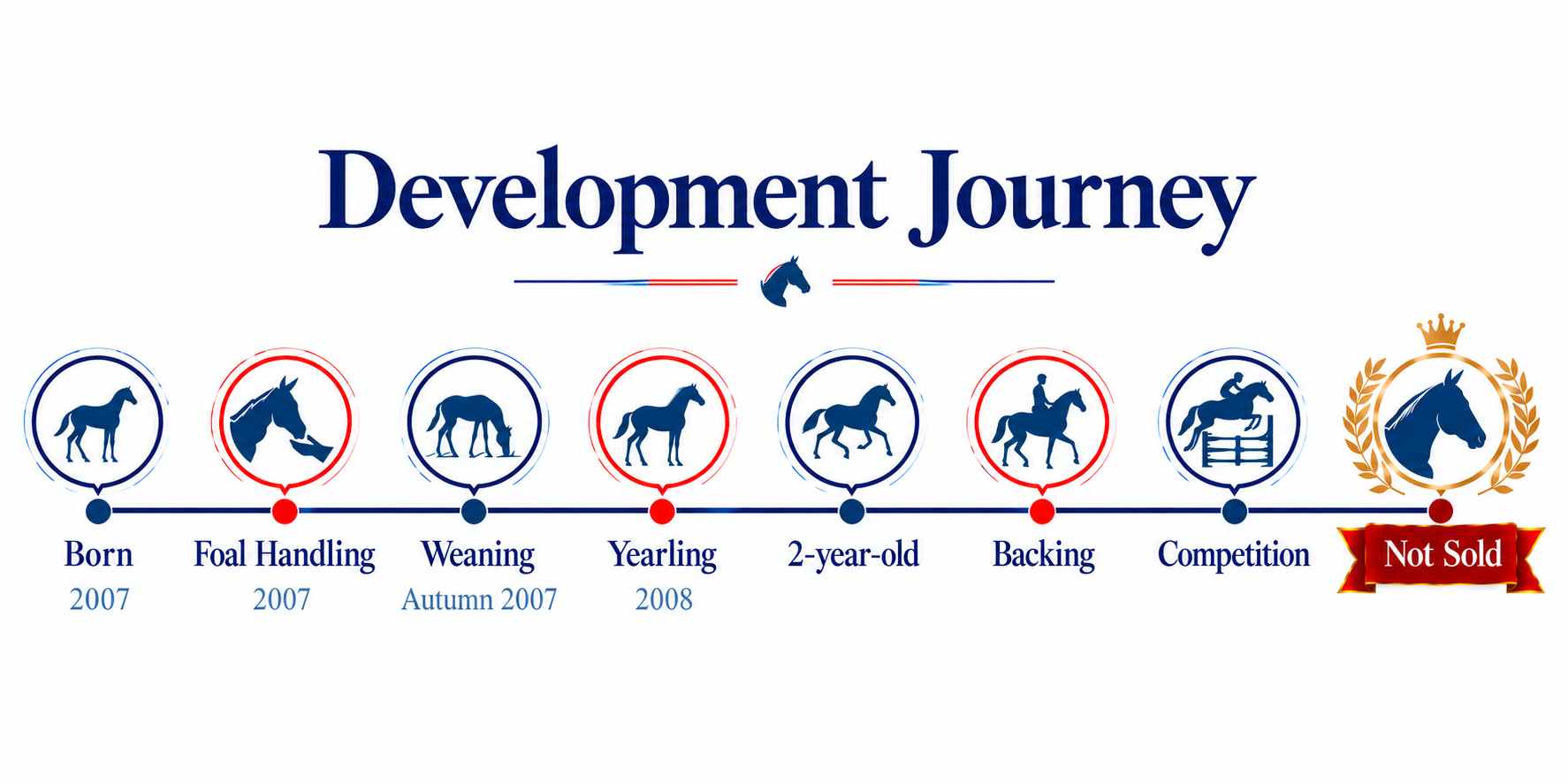 A timeline titled 'Development Journey' illustrating the stages of a horse's training from birth in 2007 to being not sold. Stages include Born, Foal Handling, Weaning, Yearling, 2-year-old, Backing, Competition, and Not Sold, with icons of a horse at each stage.