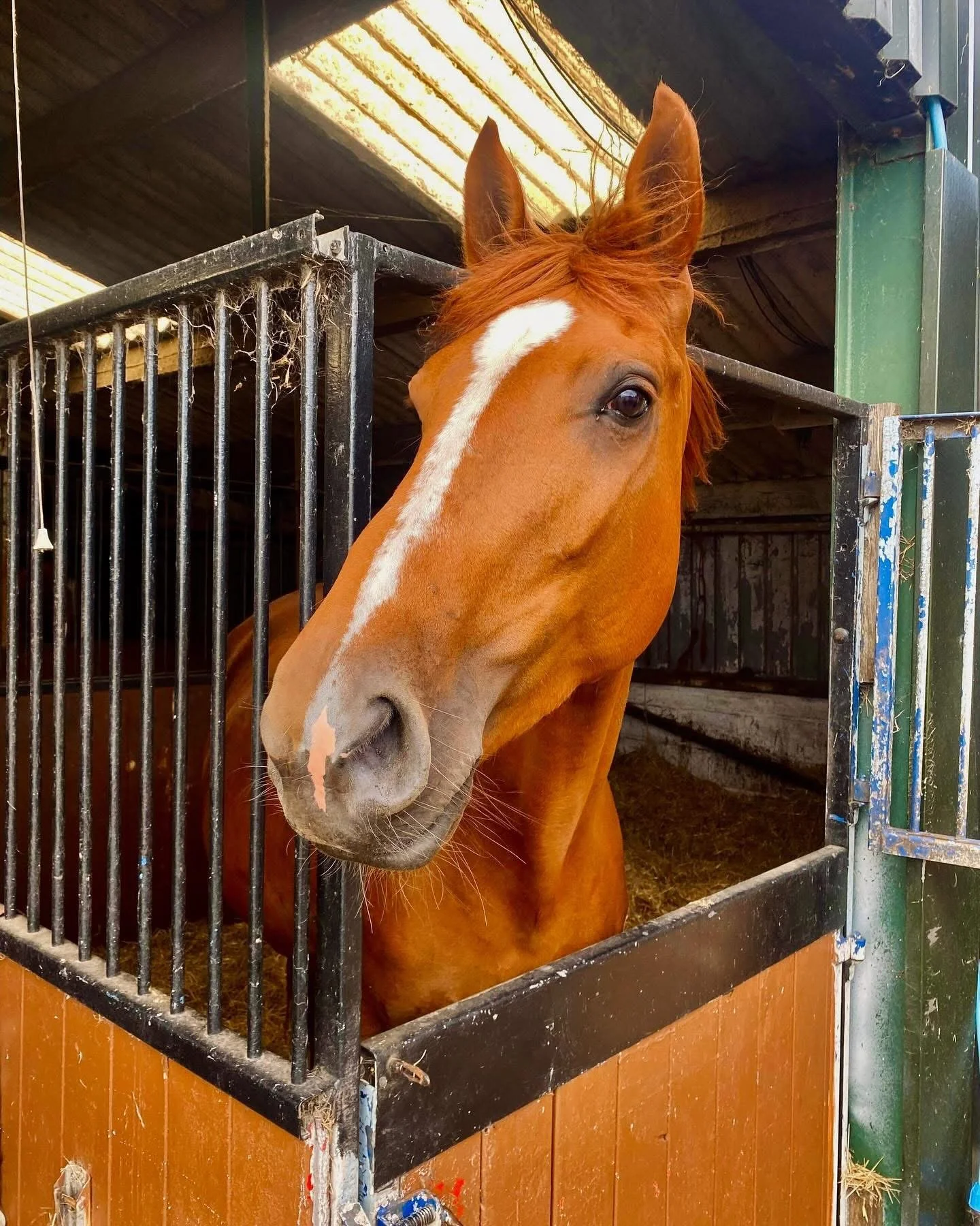 A chestnut-colored horse with a white blaze on its face, standing inside a stall with metal bars, in a barn.