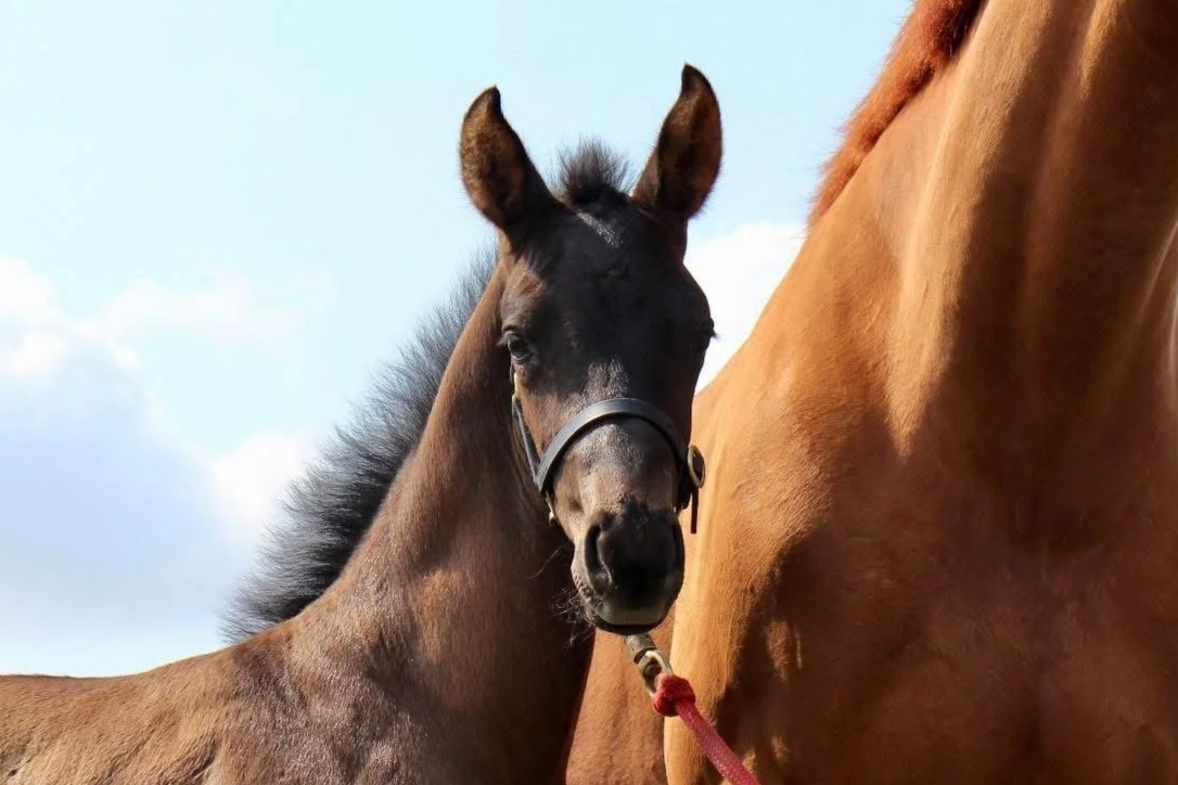 A young dark brown foal with black mane standing next to a larger chestnut horse against a blue sky.