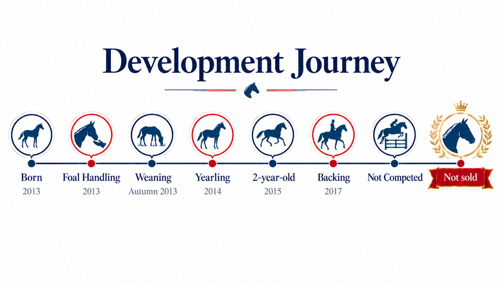 Timeline of development stages of a horse from 2013 to 2017, including Born, Foal Handling, Weaning, Yearling, 2-year-old, Backing, Not Competed, and Not Sold, with icons and dates.