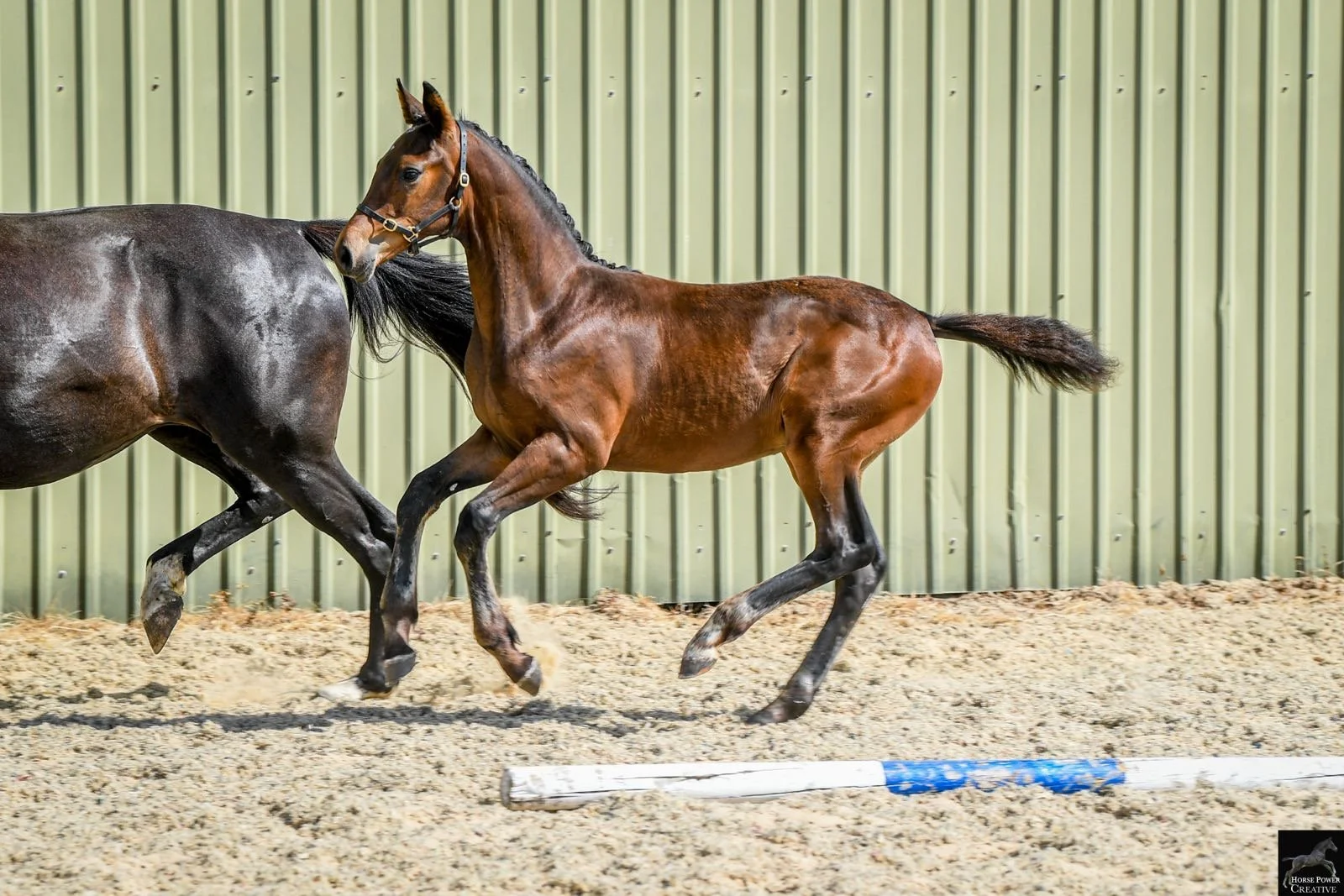 cfbdf62d-0efa-483f-93f1-8e33c54bd153.JPG