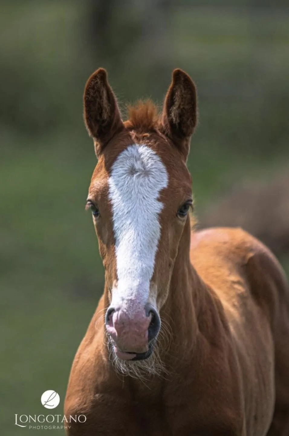 A young chestnut horse with a white blaze on its face, standing outdoors with a blurred green background.