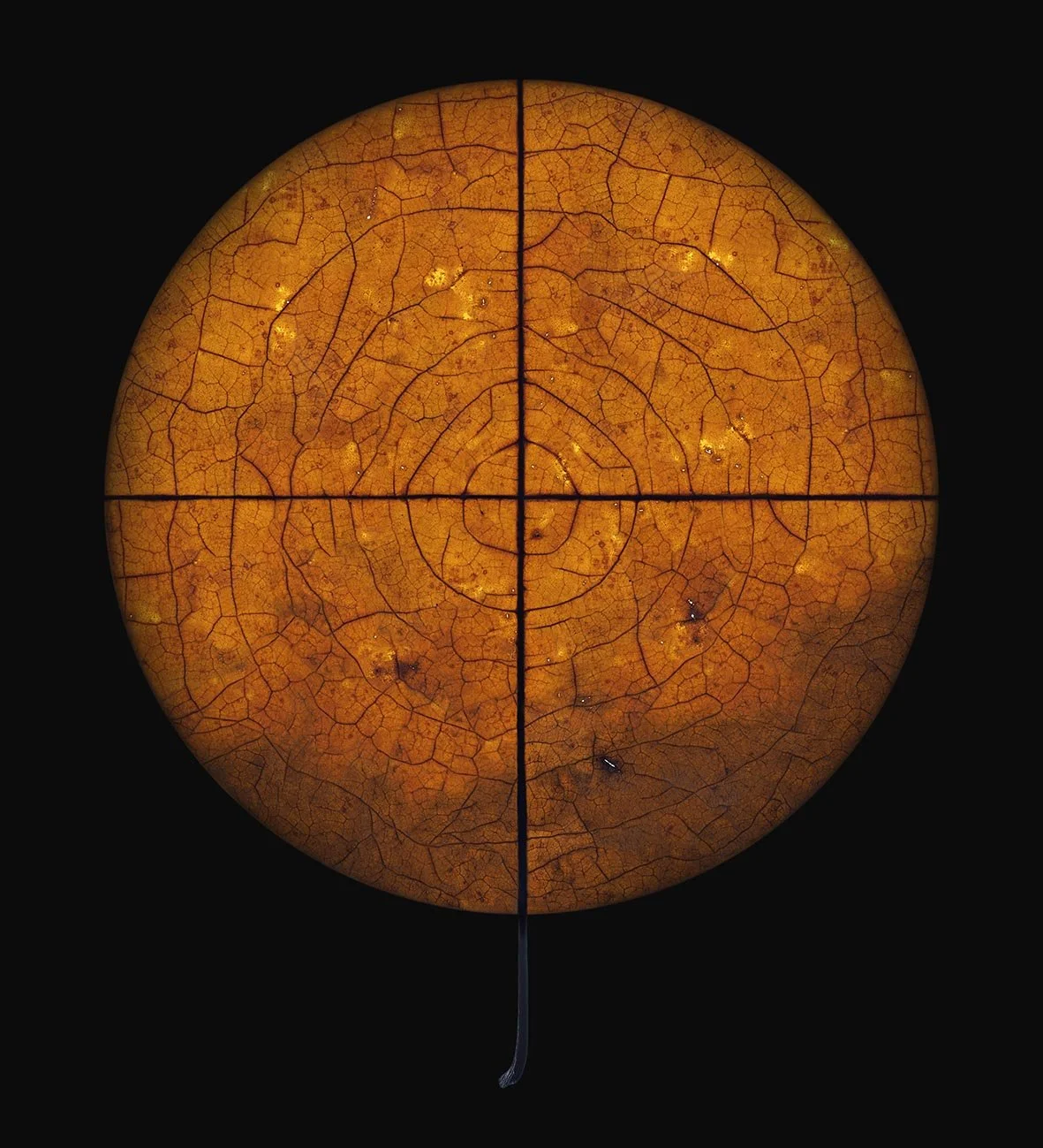 Diospyros virginiana2π.jpg